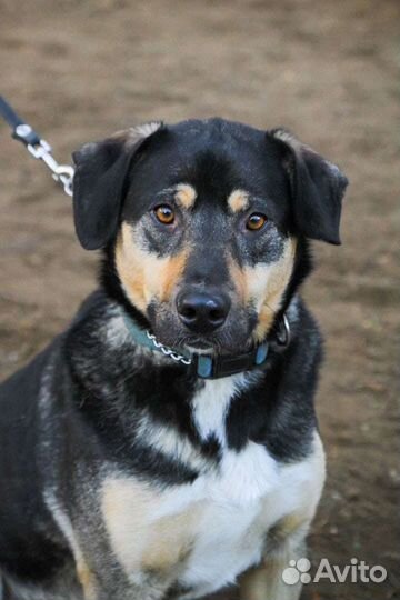 Джек ищет дом и добрых хозяев