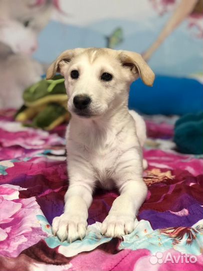 Щенок девочка в добрые руки