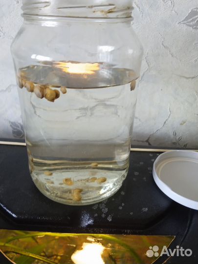 Улитки аквариумные ампулярии