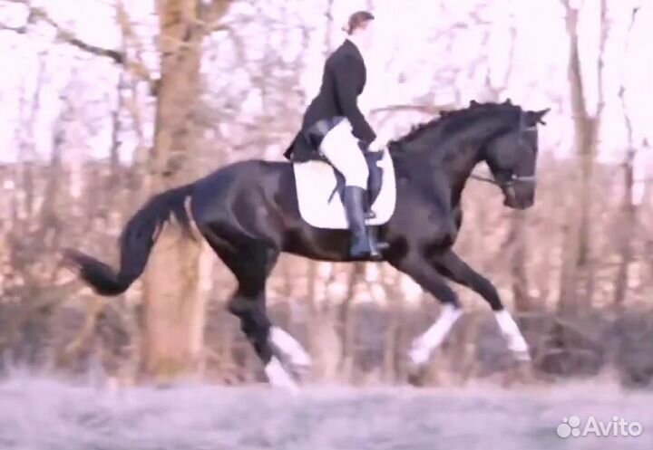 Выездка,конкур,крытый манеж,поля, аренда,север СПб