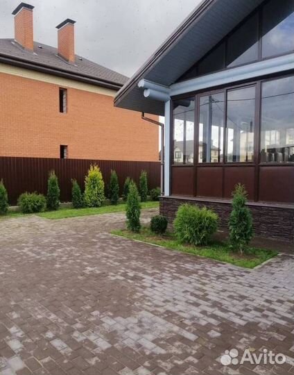 Можжевельник Блю Эрроу для живой изгороди