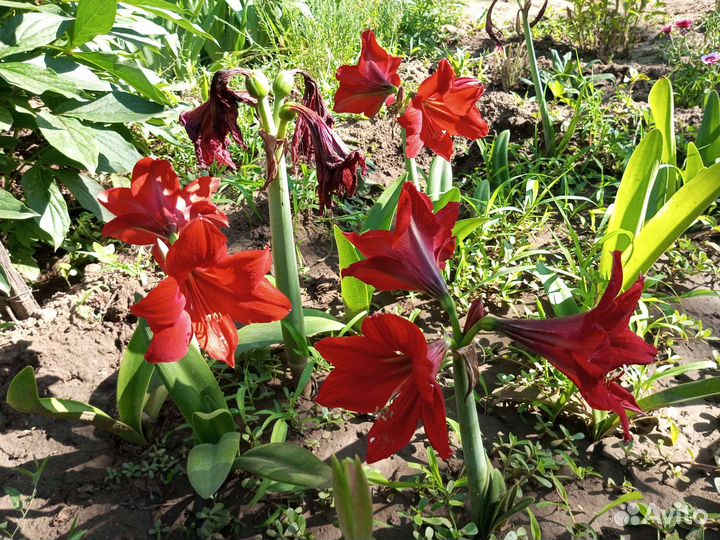 Гиппеаструм амариллис луковицы