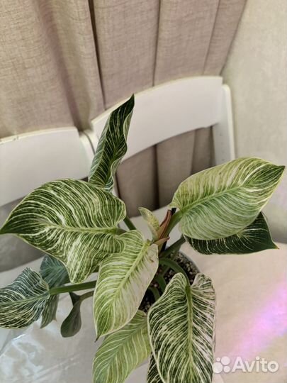 Филодендрон биркин