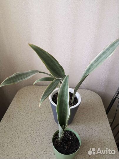 Сансевиерии сортовые