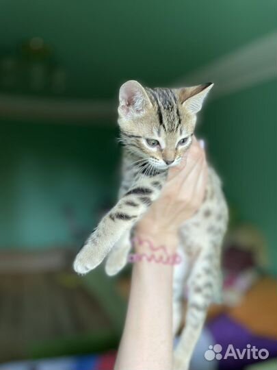 Бенгальская кошка