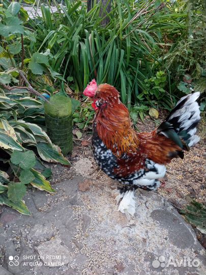 Карликовые куры бентамки