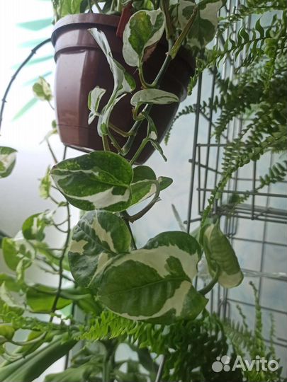 Сциндапсус эпипремнум н-джой