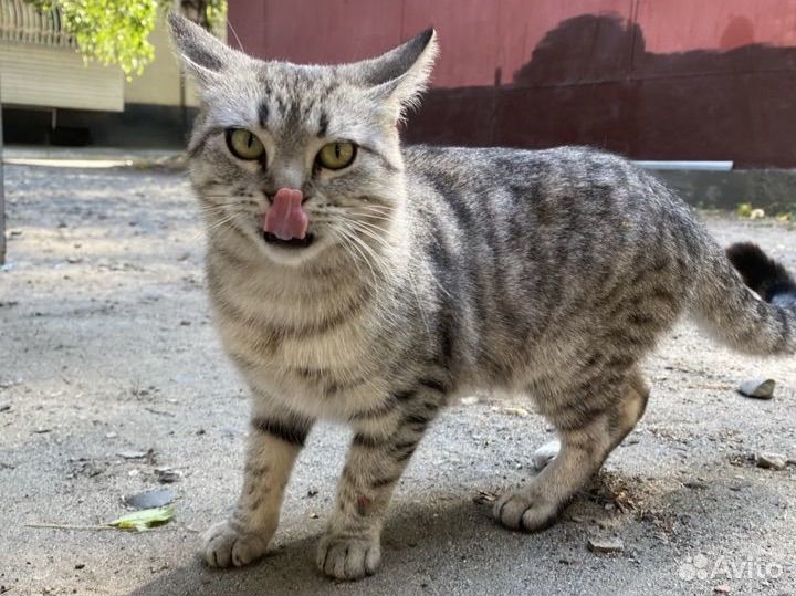 Кошка кот ок 6 мес