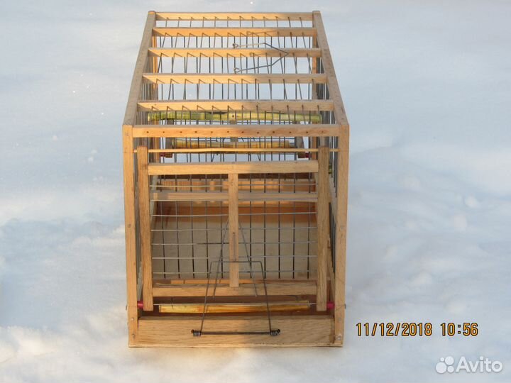 Певчие птицы