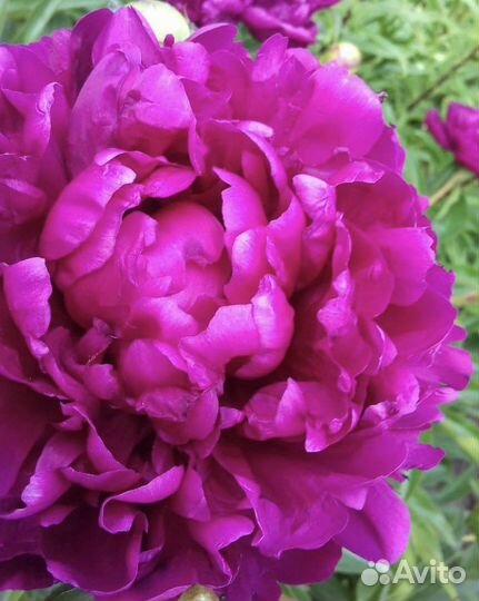 Пионы на рассаду (розовые, бордовые, белые)