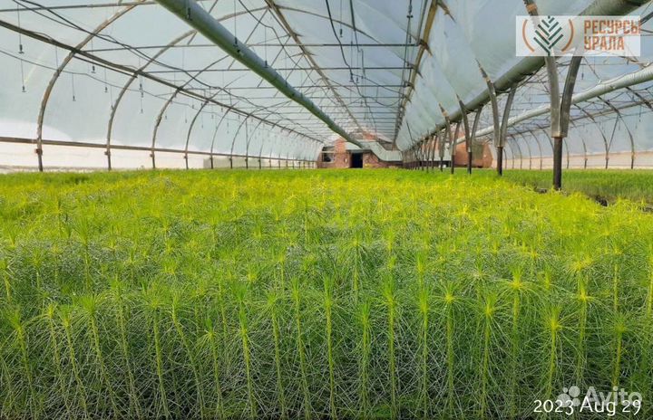 Сеянцы Сосны обыкновенной зкс ели сибирской