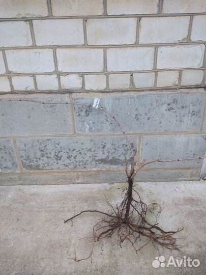 Двухлетние саженцы винограда Раджа