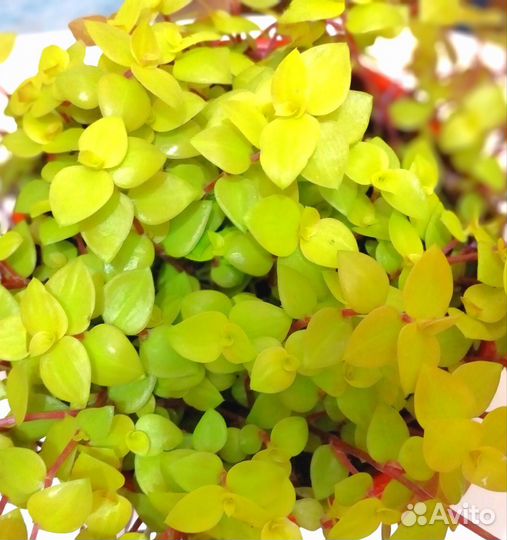 Традесканции сортовые