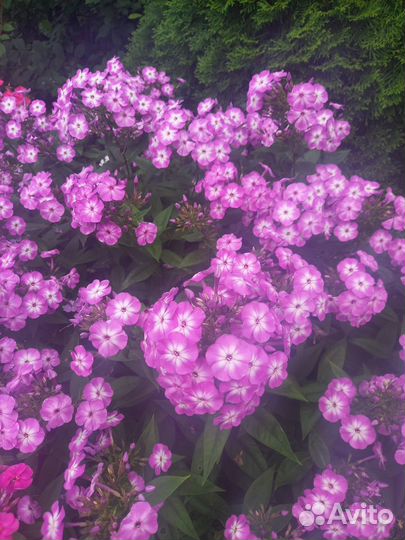 Флоксы сортовые многолетние