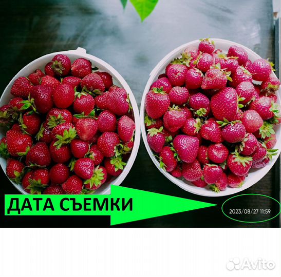 Клубника дает непрерывный урожай ягод