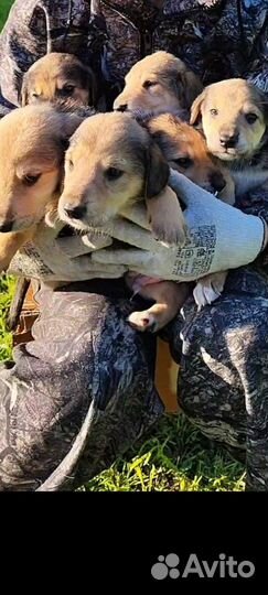 Щенки русской гончей