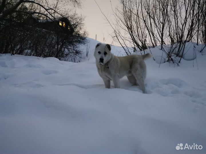 Алабай вязка