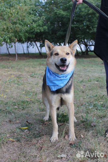 Чудесная собака из приюта