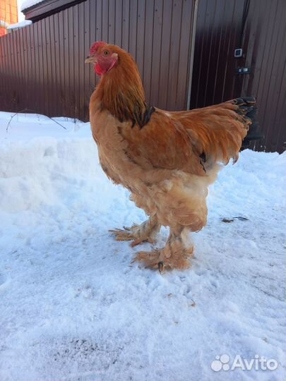 Семья Брама