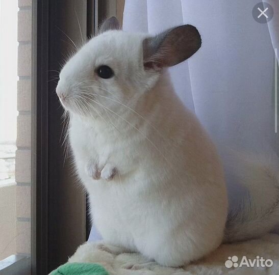Шиншилла