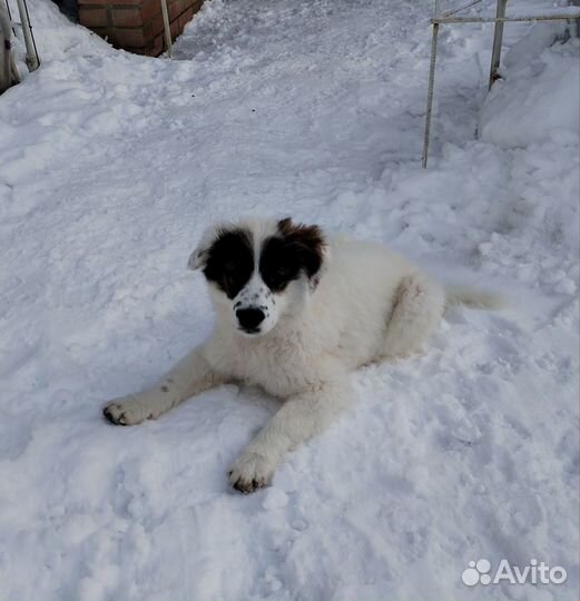 Отдам щенка в добрые руки бесплатно