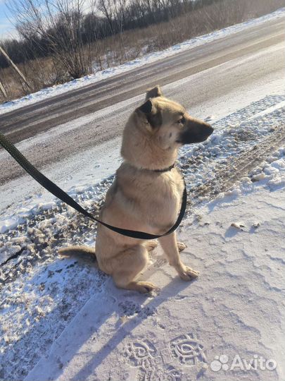 Собачка ищет дом