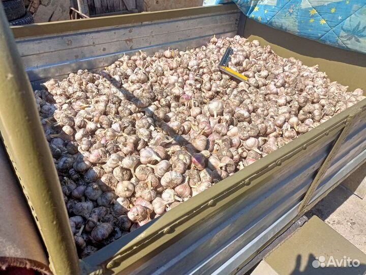 Чеснок семенной Любаша