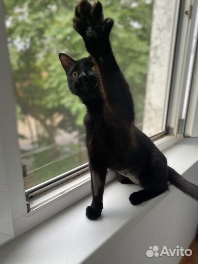 Кошка подросток