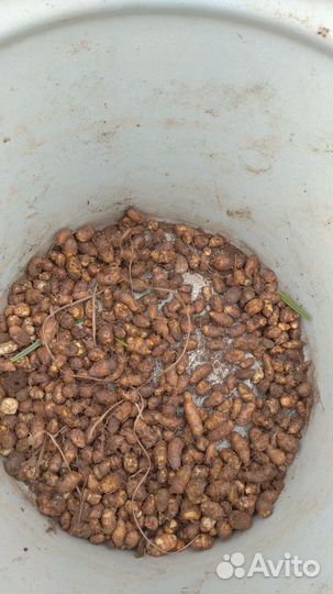 Земляной орех, миндаль Чуфа