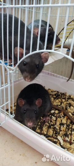 Грызуны в добрые руки. Малыши Веснушки