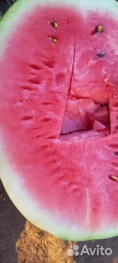 Арбуз холодок