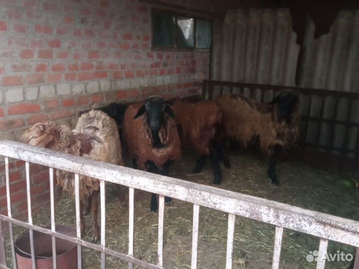 Овцы бараны