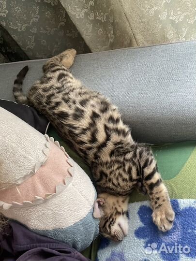 Бенгальский кот