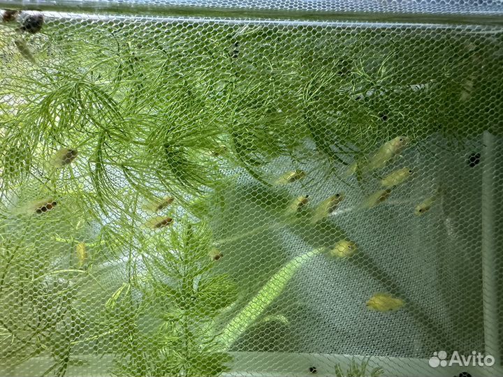 Лабидохромис еллоу