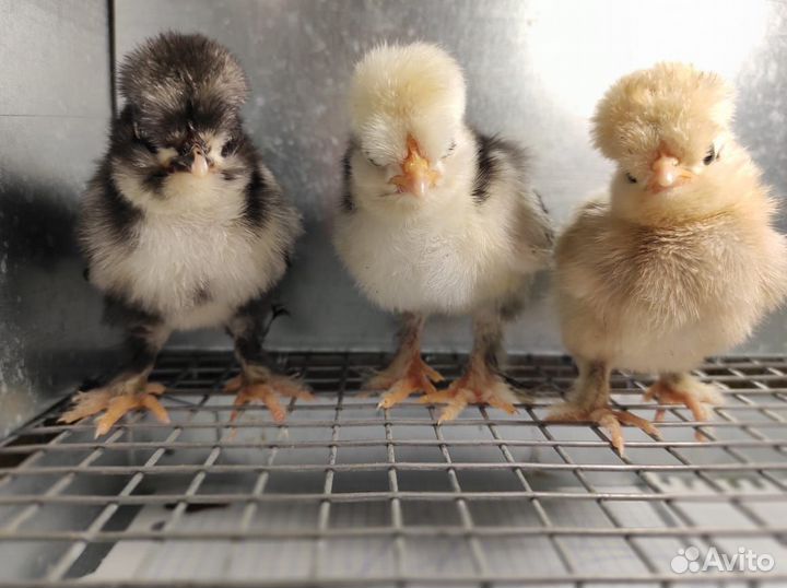 Алтайская Бентамка, чистая линия