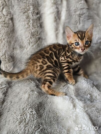 Бенгальский мальчик