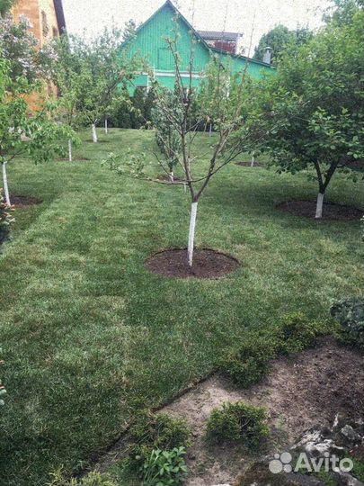 Укладка рулонного газона элитный