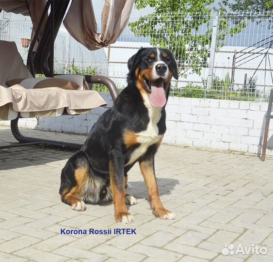 Большой швейцарский зенненхунд (юниоры)