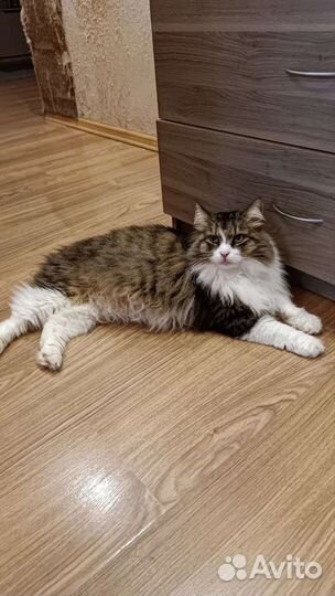 Котик Фомич