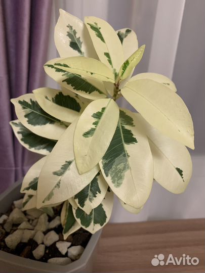 Фикус микрокарпа альбомаргината