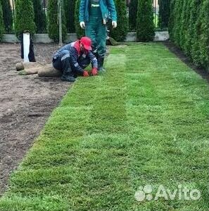 Рулонный газон