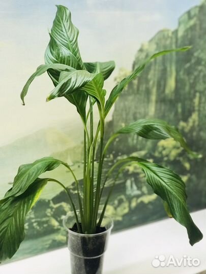 Спатифиллум