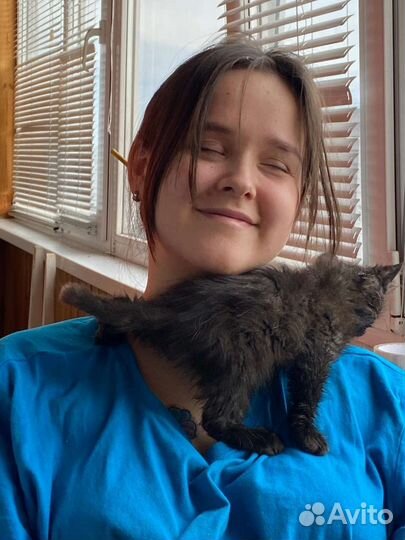 Передержка кошек