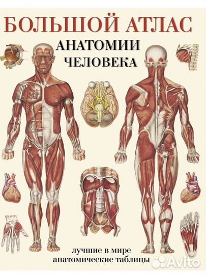 Атлас анатомии человека
