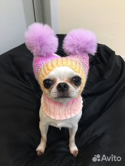 Шапочки для собак мелких пород