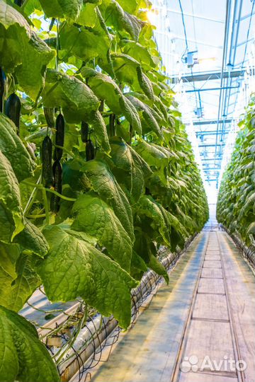 Огурцы оптом круглый год сорт Мева