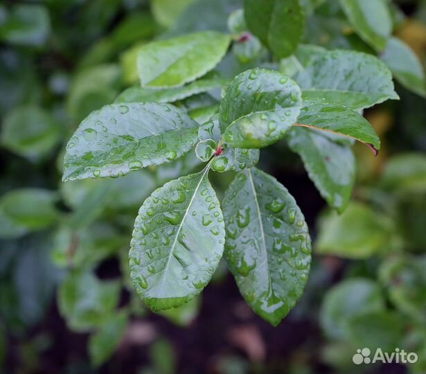 Хеномелес Японский, семена