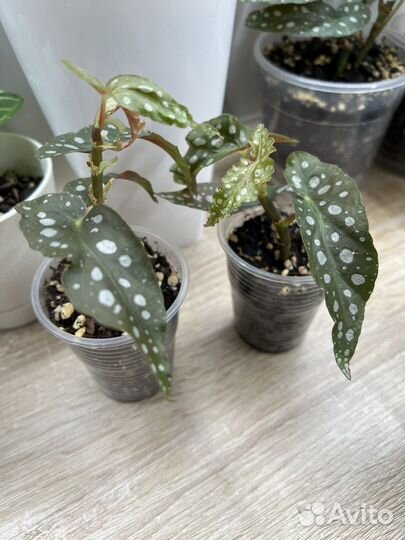 Бегония Макулата