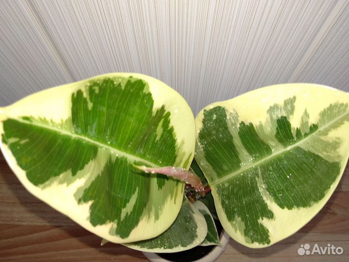 Фикус Тинеке