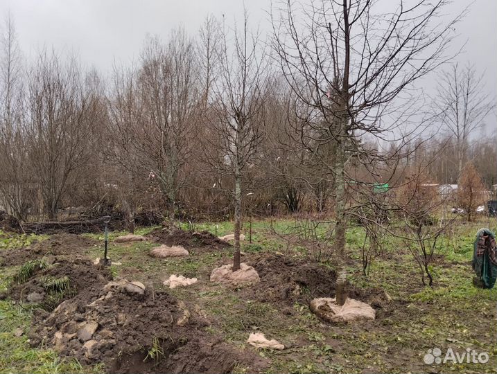 Липа саженцы крупномеры